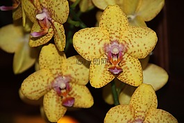 蘭花,黃色,花