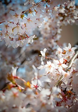 春天,鮮花,開(kāi)花