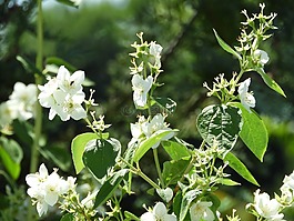 盛開(kāi),茉莉,香味
