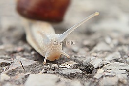 蝸牛,探頭,小
