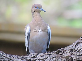 鳥,鴿子,多彩