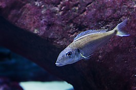 動(dòng)物園,弗羅茨瓦夫,藍(lán)色