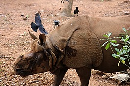 犀牛,動(dòng)物,動(dòng)物園