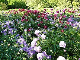 鲜花,领域的鲜花,牡丹