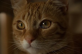 貓,小胡子,貓科動物