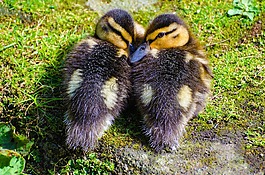 小鴨,動物,小