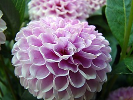 花,紫色花,花卉