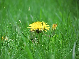 草地,毛茛,花