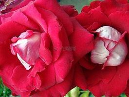 玫瑰,紅玫瑰,盛開的花朵