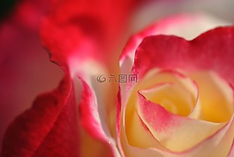 羅莎,花,花園