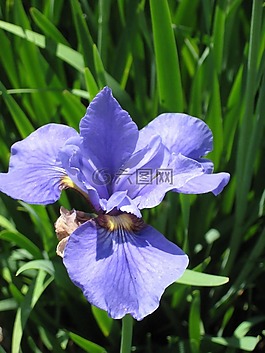 鳶尾花,花的,花
