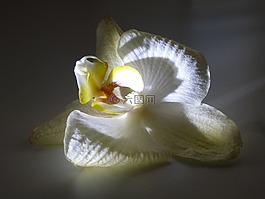 開花,花,蘭花