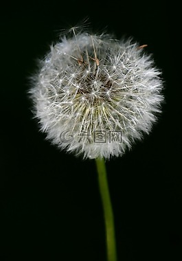 蒲公英,性質(zhì),植物區(qū)系