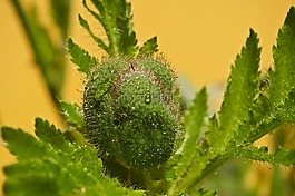 芽,klatschmohn,罂粟