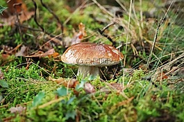 真菌,cep,森林