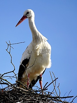 鸛,鳥,鳥巢