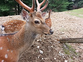 鹿,動物,野生動物