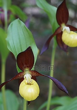 frauenschuh,花,廠