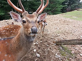 鹿,動物,野生動物