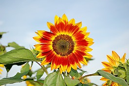 向日葵,花,黃色