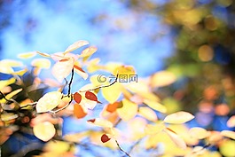 葉子,豐富多彩,秋季
