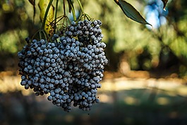 藍莓,水果,食品