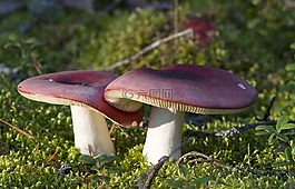 蘑菇,秋,森林