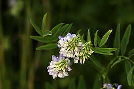 花,美麗,春