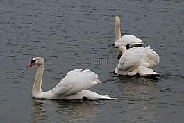天鵝,鳥,野生鳥類