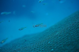 水下,馬爾代夫,海