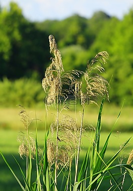 花,美麗,春