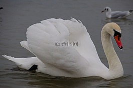天鵝,鳥,野生鳥類