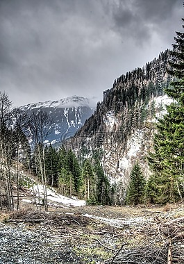 wilderniss,山,樹