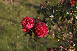 玫瑰,花,秋