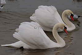 天鵝,鳥,野生鳥類