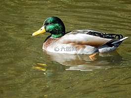 鴨,母馬,性質