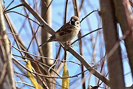 麻雀,鳥,動物