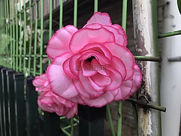 花朵,艷麗,綻放