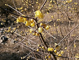 梅花,罗宾,鲜花