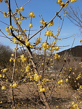 梅花,羅賓,鮮花
