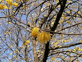 梅花,羅賓,鮮花