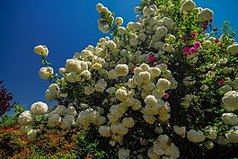 白,盛開(kāi),開(kāi)花