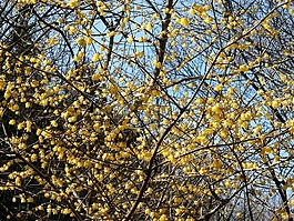 梅花,羅賓,鮮花