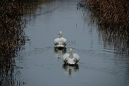 天鵝,鳥,野生鳥類