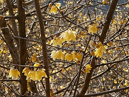 梅花,羅賓,鮮花