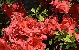 橙色的杜鵑花,映山紅,花