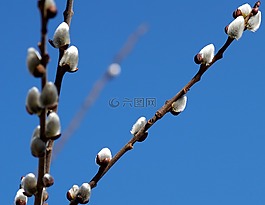 褪色柳,蓬松,性質(zhì)