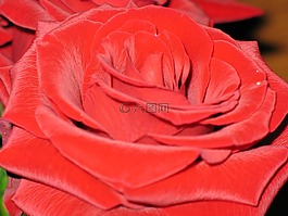玫瑰,花,紅色
