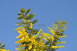 含羞草,鮮花,黃色
