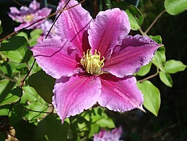 鐵線蓮,花,盛開